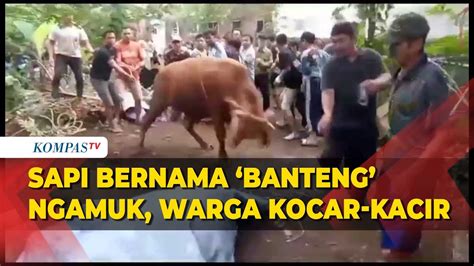 Sapi Kurban Bernama Banteng Ngamuk Panitia Luka Karena Terseret