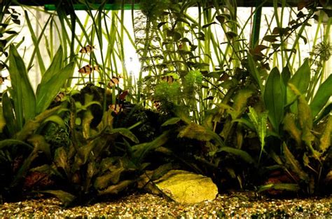 Aquarium Plants As Fish Food | BeChewy