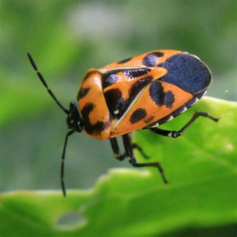 Harlequin Bug Murgantia Histrionica Murgantia Histrionica