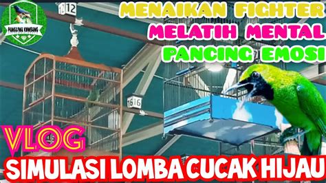 SIMULASI LOMBA CUCAK IJO PANCING EMOSI MENAIKKAN FIGHTER DAN MELATIH