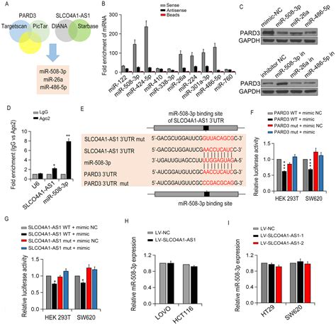 Lncrna Slco4a1 As1 Promotes Colorectal Cancer Cell Proliferation By