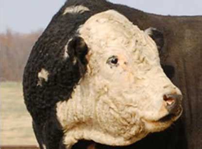 birthplace  black herefords black hereford cattle