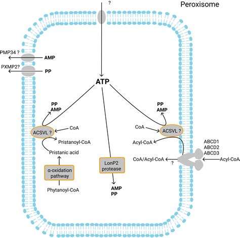 Frontiers Peroxisomal Metabolite And Cofactor Transport In Humans