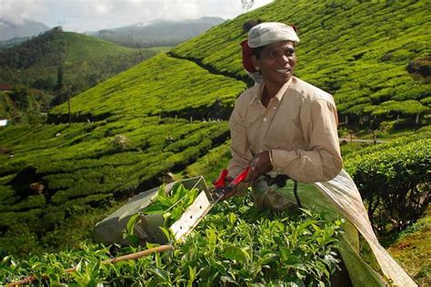 [SALE] Munnar Tea Plantation Walking Tour - Ticket KD