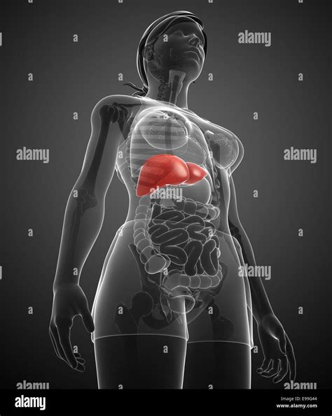 Illustration of Female liver anatomy Stock Photo - Alamy