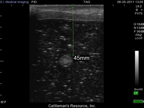 IBEX Portable Ultrasound: Scan a Bovine Umbilical Abscess