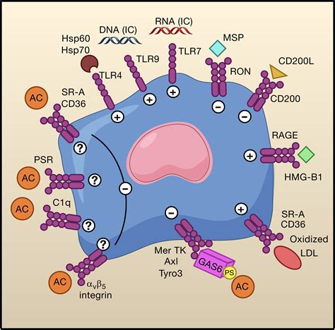 Innate Immunity Gone Awry Linking Microbial Infections To Chronic