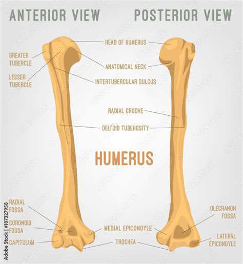 Human Humerus Bone Stock Vector | Adobe Stock