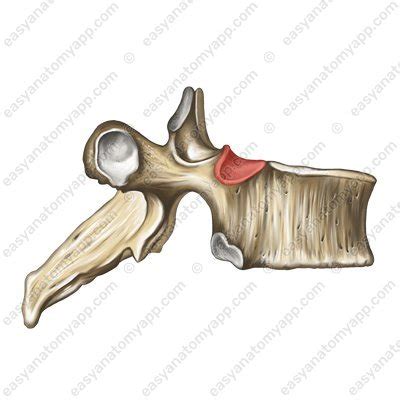 Thoracic Vertebrae Easy Anatomy 3D