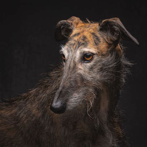 I Take Photos Of Galgos To Bring Attention To Their Terrible Living ...