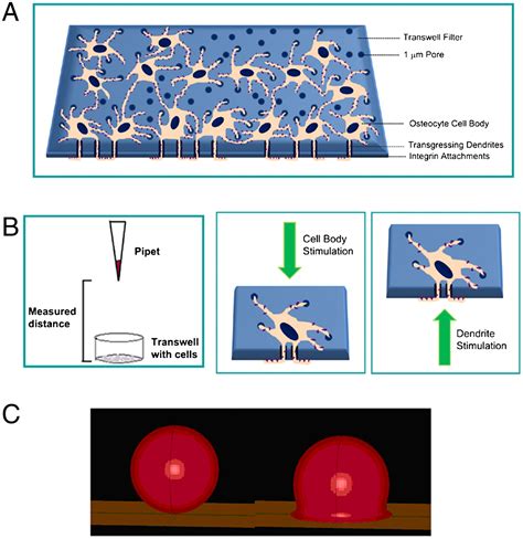 Dendritic Processes Of Osteocytes Are Mechanotransducers That Induce