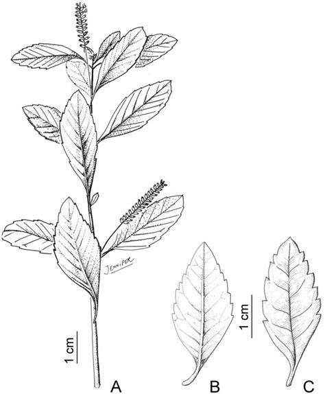 Aloysia Schulziana A Flowering Branch B Leaf Abaxial Surface C