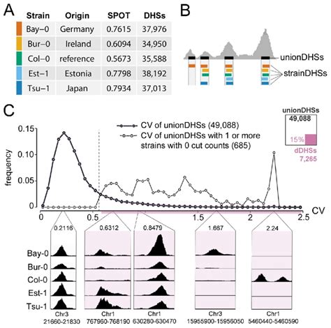 Identifying Regions Of Differential Chromatin Accessibility Among