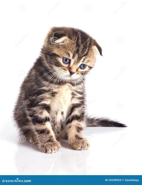 Sad little kitten stock photo. Image of background, purr - 24339924