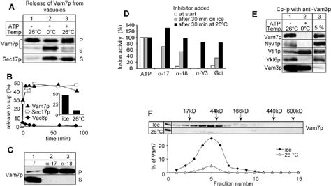 Figure 1 From A Cycle Of Vam7p Release From And Ptdins 3 PDependent A