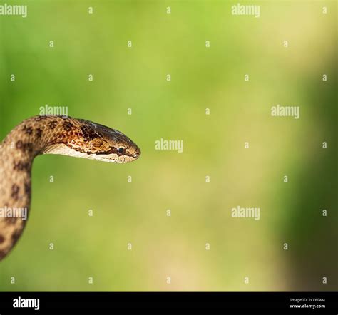 Non Venomous Smooth Snake Coronella Austriaca Stock Photo Alamy