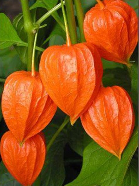 Flowers Chinese Lanterns Plant Flowers Plants