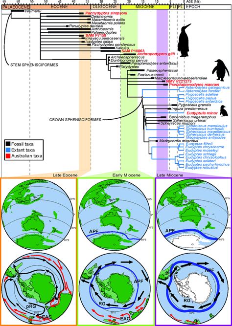 Synthesis Of Australian Penguin Evolution Stratigraphically Calibrated