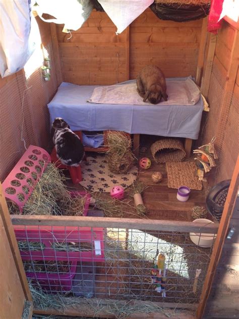 Donny Lola S Shed Rabbits United Forum Rabbit Shed Bunny Sheds