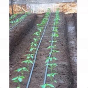 Drip Irrigation System Installation Service For Green House At Best