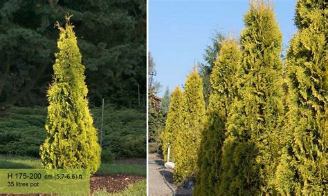 Thuja Occidentalis Jantar Amber Gold Arborvitae Garden Plants Online