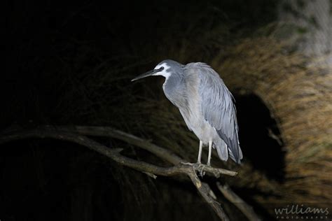 Auckland Zoo Safari Nights - Queenstown Wedding Photographer & Wanaka Wedding Photographer ...