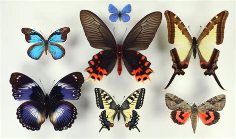 Premium Photo Collection Of Tropical Butterflies In Different Colors