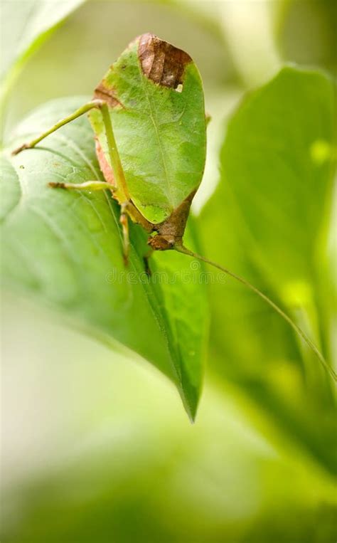 Leaf katydid stock photo. Image of macro, leaf, mimicry - 13895520