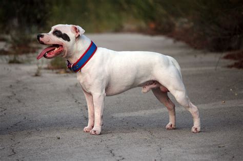 Staffordshire Bull Terrier Découvrez La Race De Chien