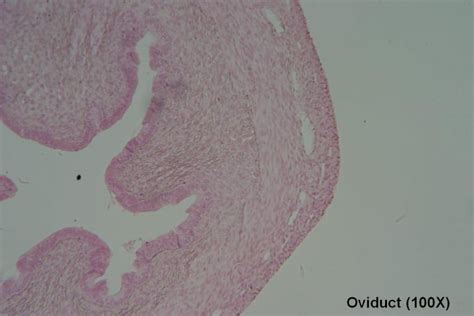 Oviduct – Tutorial – Histology Atlas for Anatomy and Physiology