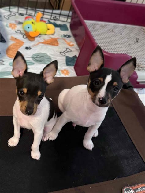 K S Toy Fox Terriers Toy Fox Terrier Puppies For Sale In New Albany