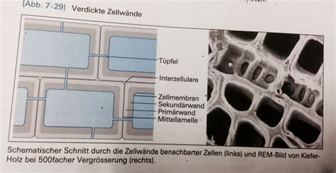 Anatomie Der Pflanzen Karteikarten Quizlet