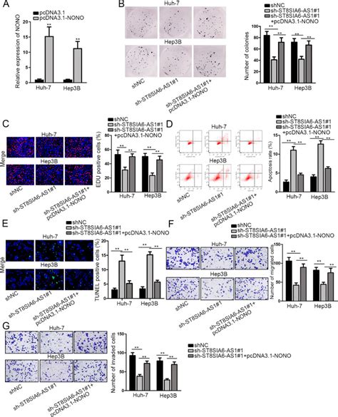 St8sia6 As1 Promotes The Development Of Hepatocellular Carcinoma Cells