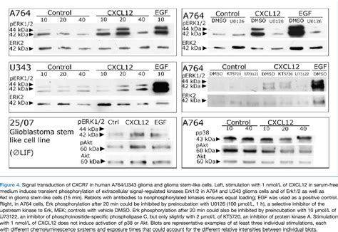 Figure From Tumor And Stem Cell Biology Cancer Research The Chemokine