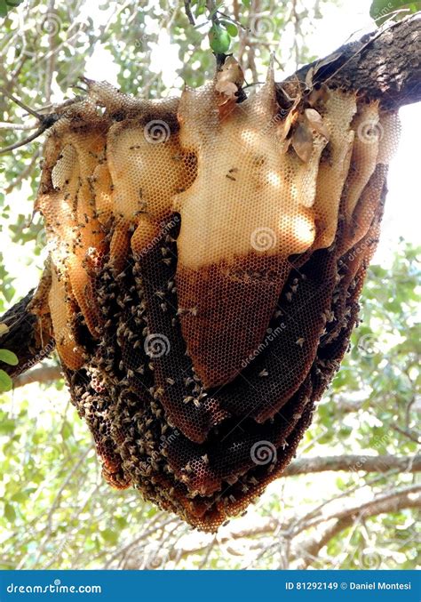 A wild bee hive stock image. Image of miami, found, hive - 81292149