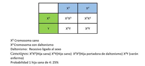 Tema Sobre Los Cuadros De Punnett Y Como Se Utilizan Por Favor Ayuda