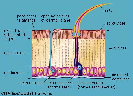 Exoskeleton Insects Diagram