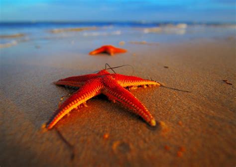 Amazing facts: Starfish and Nervous System