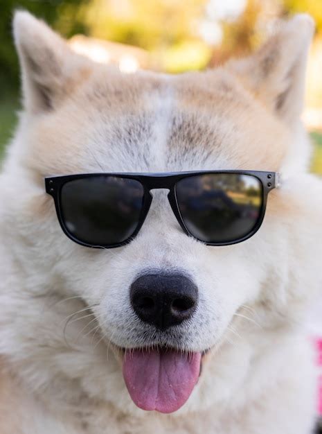 Perro Con Gafas De Sol Concepto De Verano Foto Premium