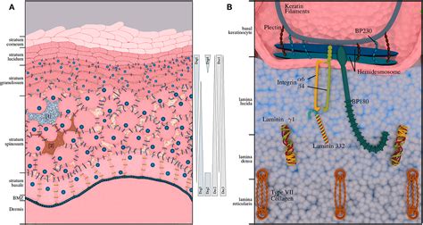 Frontiers Genetics And Omics Analysis Of Autoimmune Skin Blistering