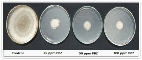 Impact Of Pbz On Inhibition The Growth Of Rhizoctonia Solani