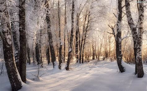 Śnieg Zima Drzewa Poranek Las Gałęzie