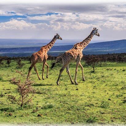 Day Trip Arusha National Park Moria Safari