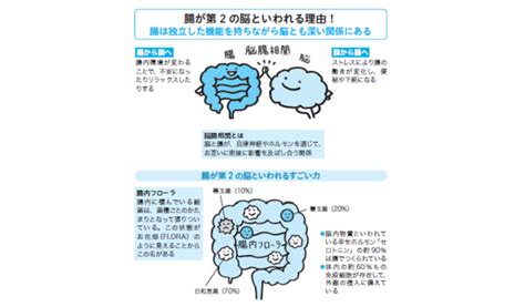 腸は第2の脳と言われるほど実はものすごく大事な臓器である理由とは眠れなくなるほど面白い 図解 人体の不思議 ラブすぽ