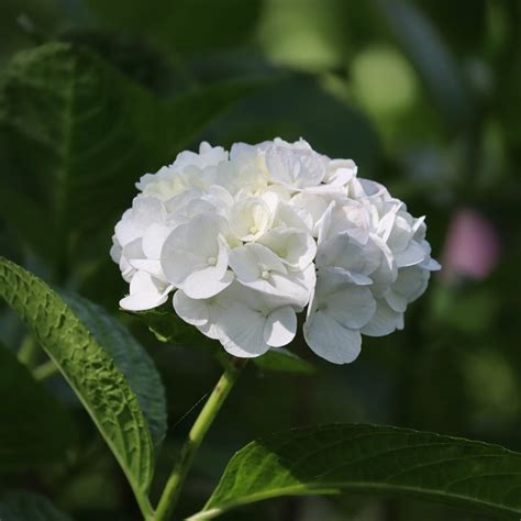 Hydrangea Macrophylla White Mophead Hydrangea The Nunhead Gardener