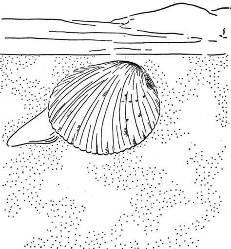 Coloring Pages Clam Printable For Kids And Adults Free