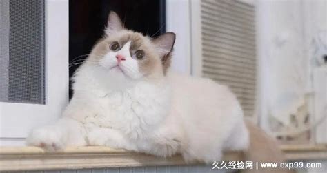 宠物猫的品种图片名字大全及价格 神奇评测