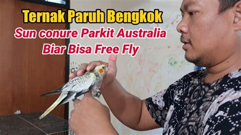 Cara Memberi Makan Anak Burung Paruh Bengkok Parkit Australia Falk Sun