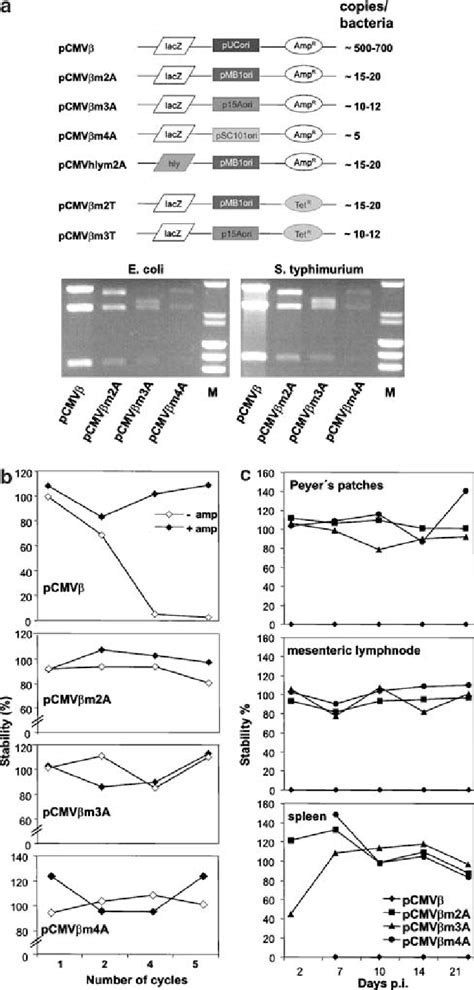 Schematic Representation Of The Eukaryotic Expression Plasmids And