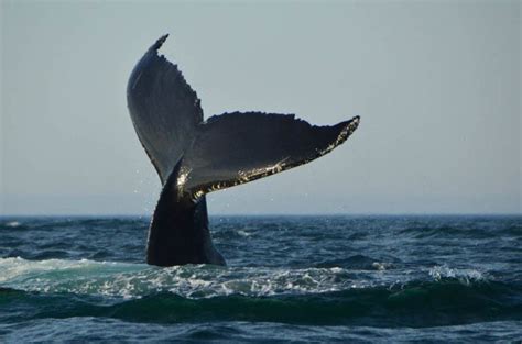 Whale Watching St Andrews - The Ultimate Guide - The Boutique Adventurer